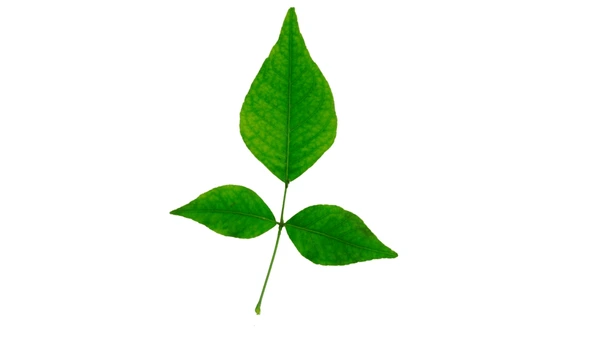Bael Leaves